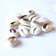 Kauri schelpjes